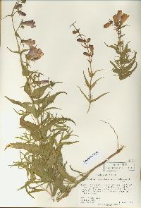 Penstemon campanulatus image