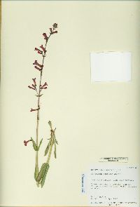 Penstemon confusus image