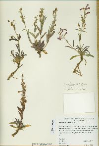 Penstemon confusus image