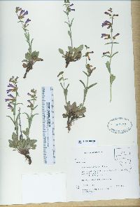 Penstemon confusus image