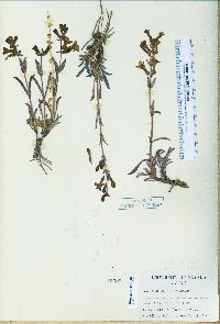 Penstemon confusus image