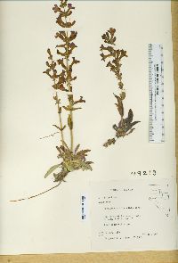 Penstemon confusus image