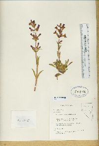 Penstemon confusus image