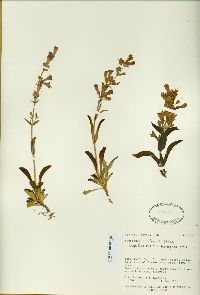 Penstemon confusus image