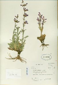 Penstemon confusus image