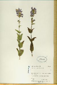 Penstemon cyananthus image