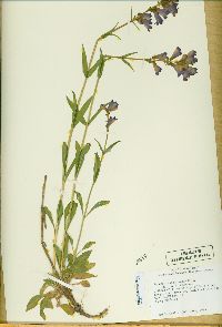 Penstemon cyananthus image