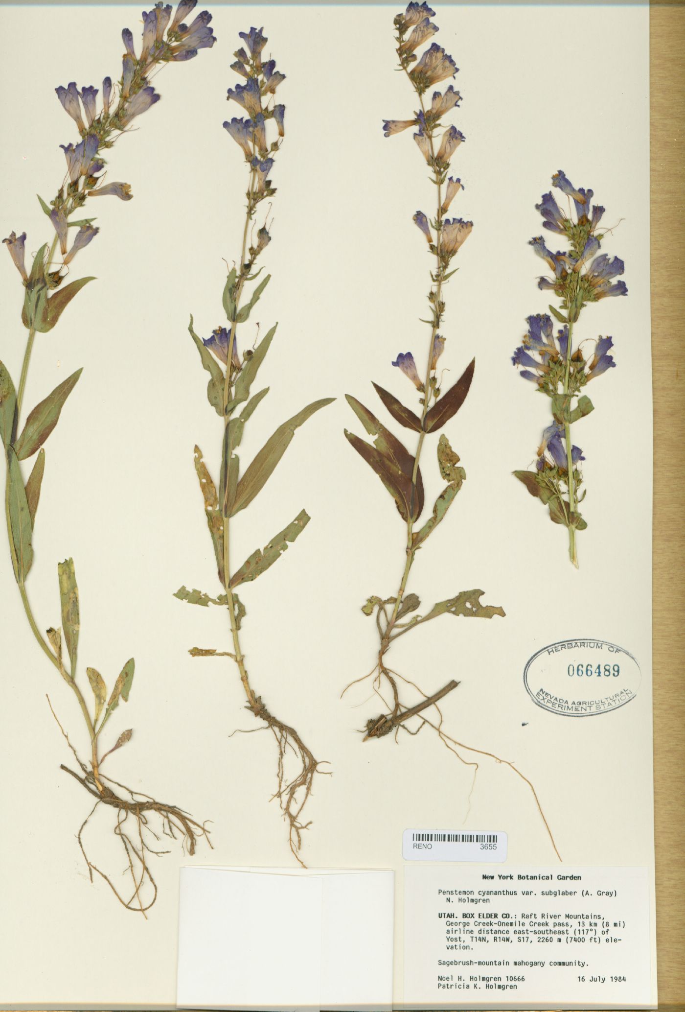 Penstemon cyananthus var. subglaber image