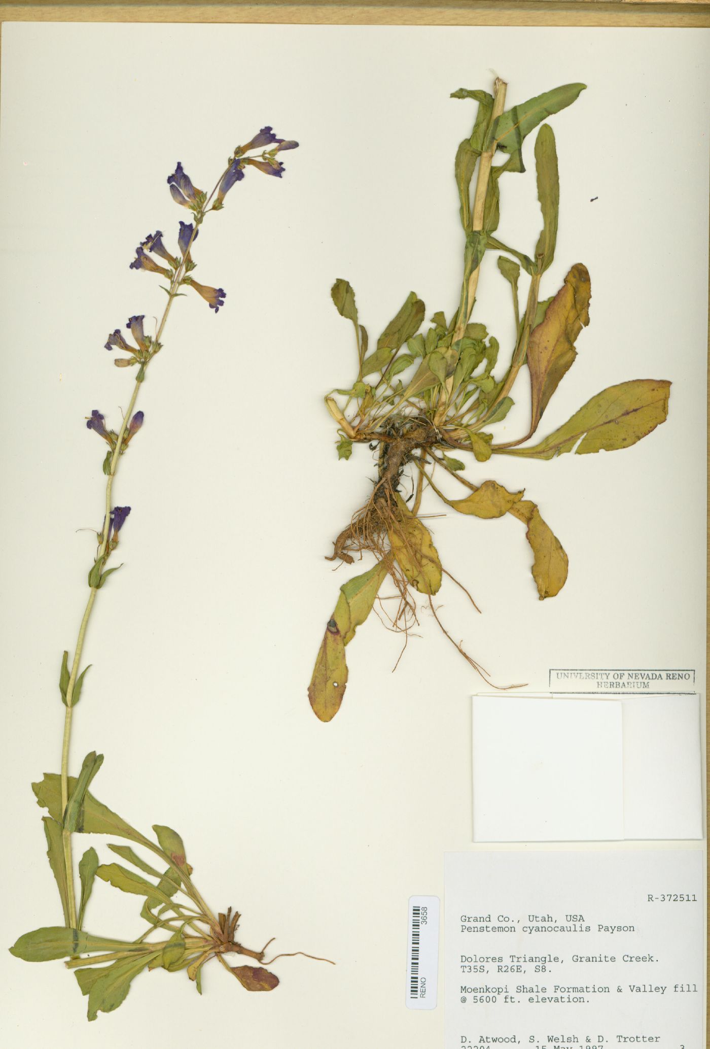 Penstemon cyanocaulis image