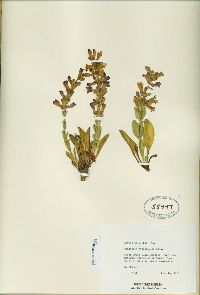 Penstemon cyanocaulis image