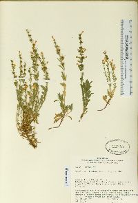 Penstemon deustus image