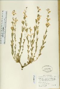 Penstemon deustus image