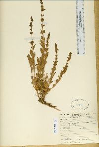 Penstemon deustus image