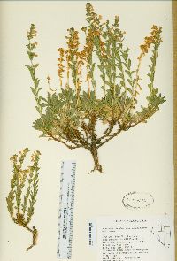 Penstemon deustus image