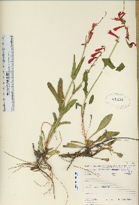 Penstemon eatonii image