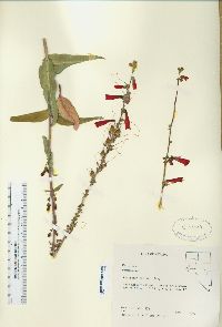 Penstemon eatonii image