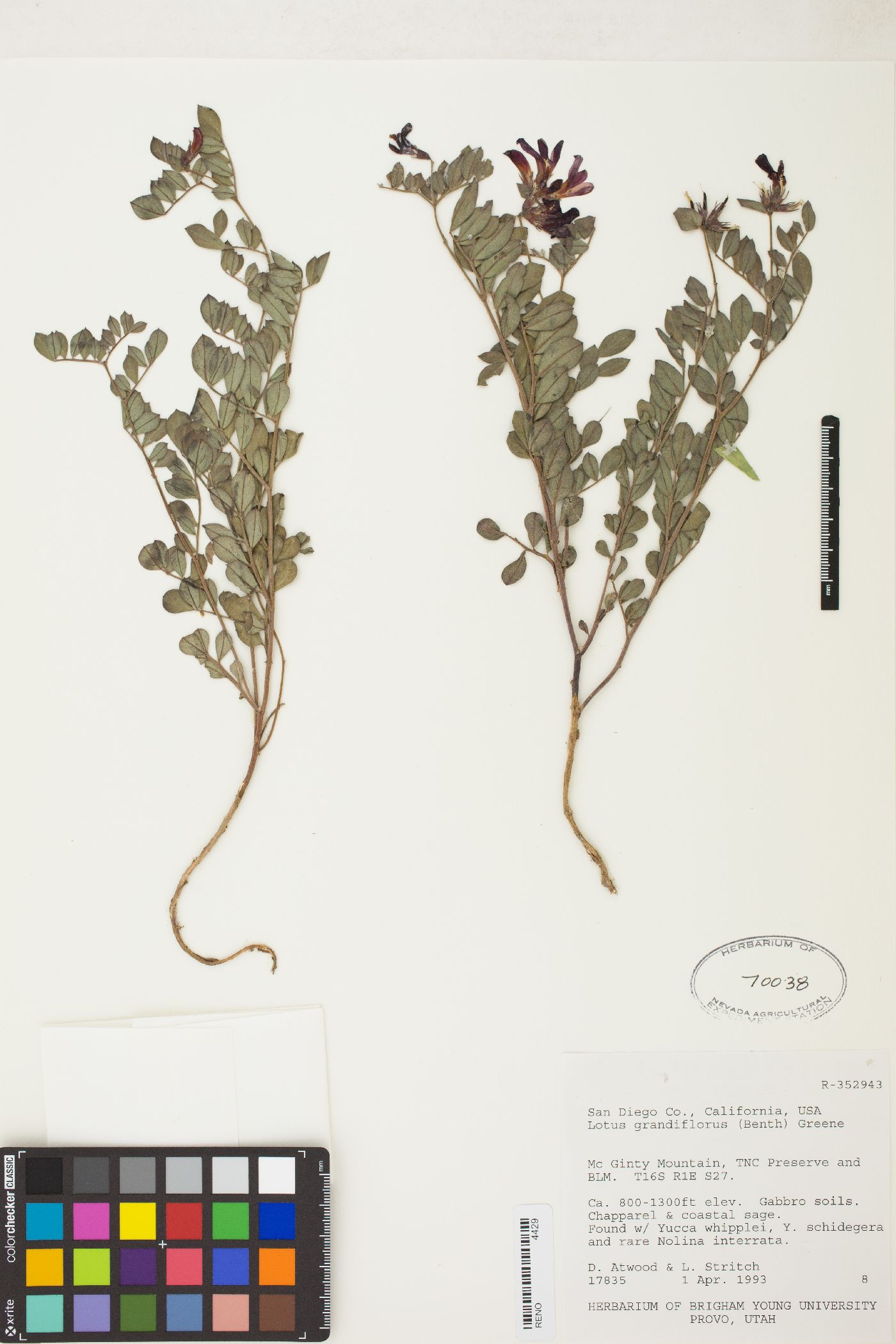 Acmispon grandiflorus var. macranthus image