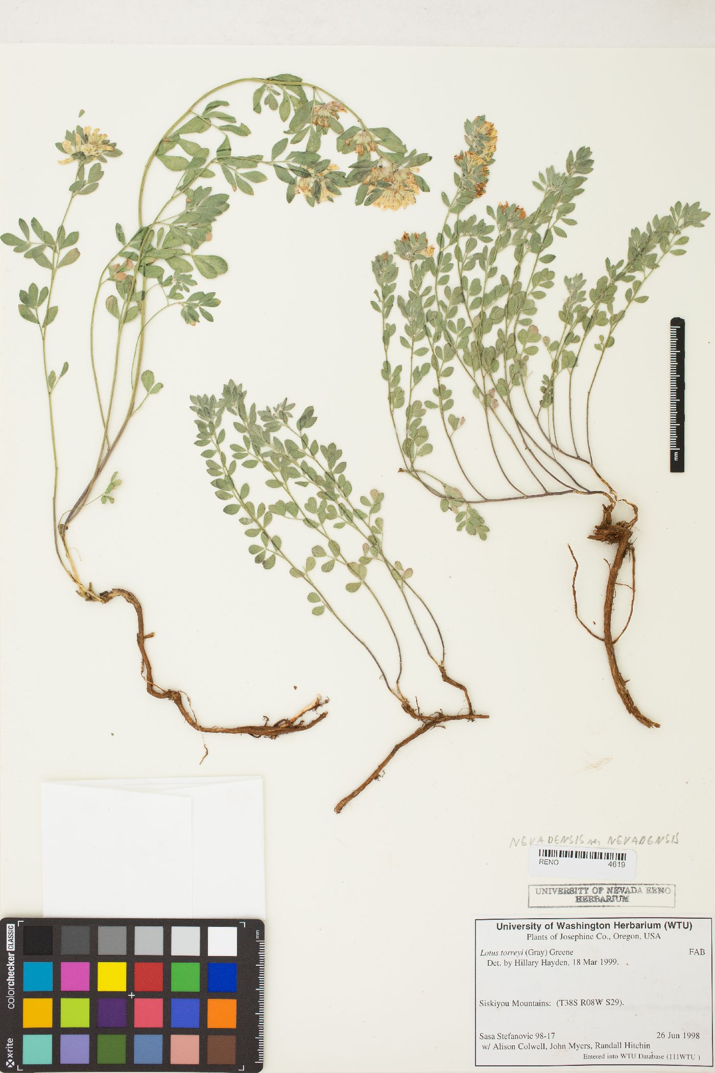 Acmispon decumbens var. decumbens image