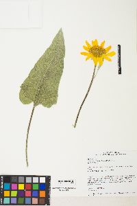 Balsamorhiza sagittata image