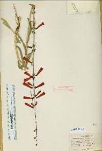 Penstemon eatonii subsp. eatonii image