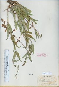 Penstemon eatonii image