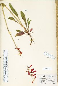 Penstemon eatonii subsp. eatonii image