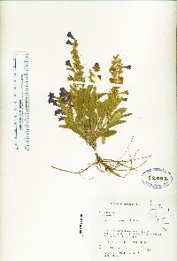 Penstemon fremontii image