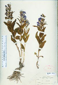 Penstemon glaber var. alpinus image