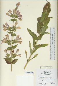 Penstemon glandulosus image