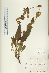 Penstemon glandulosus image