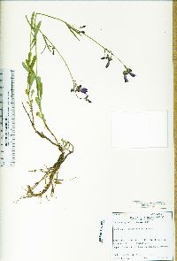 Penstemon gracilentus image