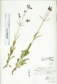 Penstemon gracilentus image