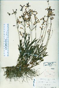 Penstemon gracilentus image