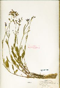 Penstemon gracilentus image