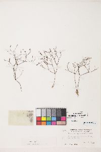 Eriogonum apricum var. apricum image