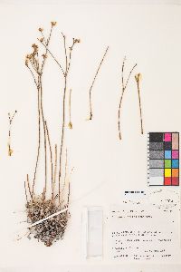 Eriogonum artificis image