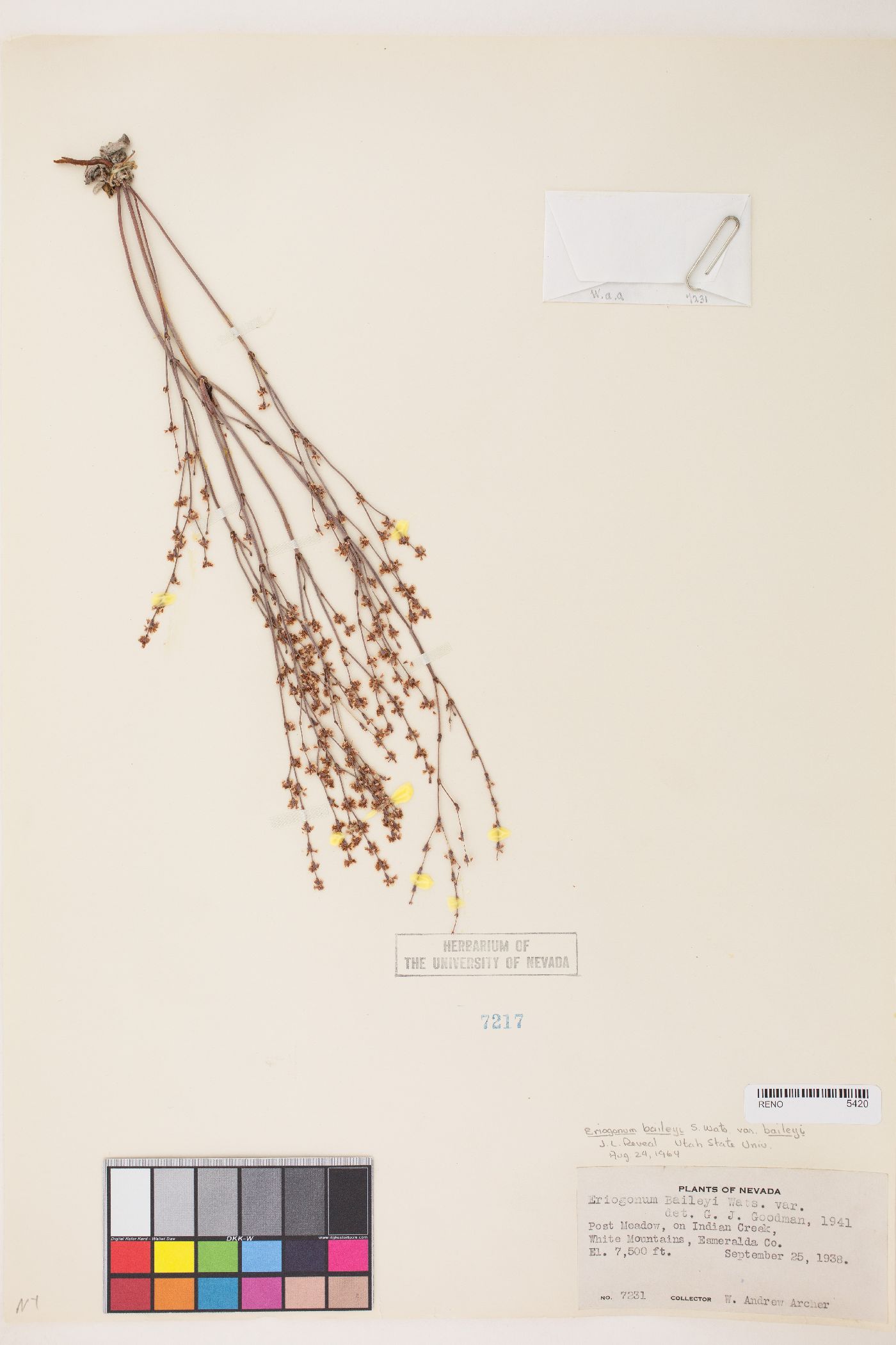 Eriogonum baileyi var. baileyi image