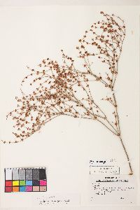 Eriogonum baileyi image