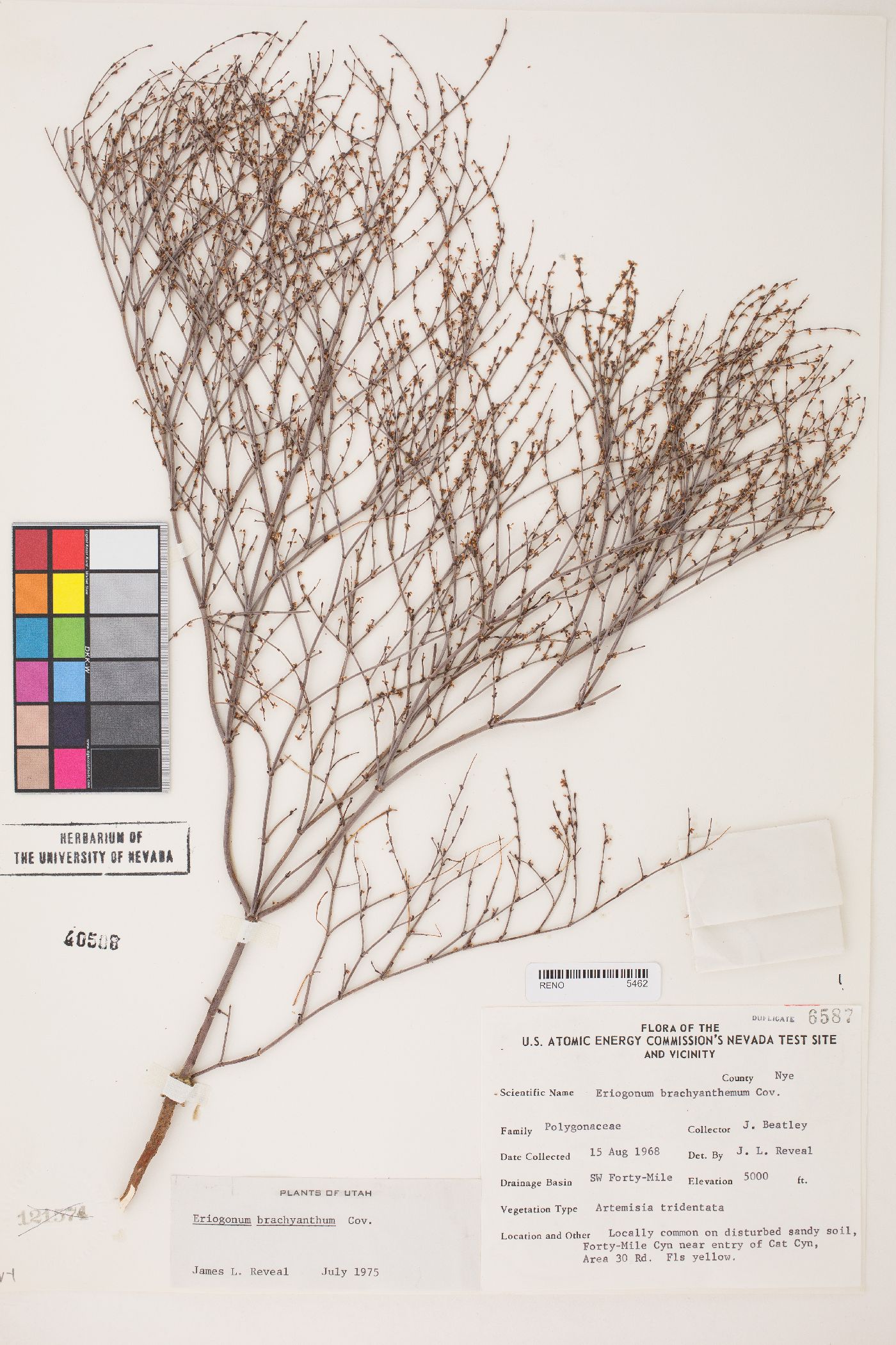 Eriogonum brachyanthum image