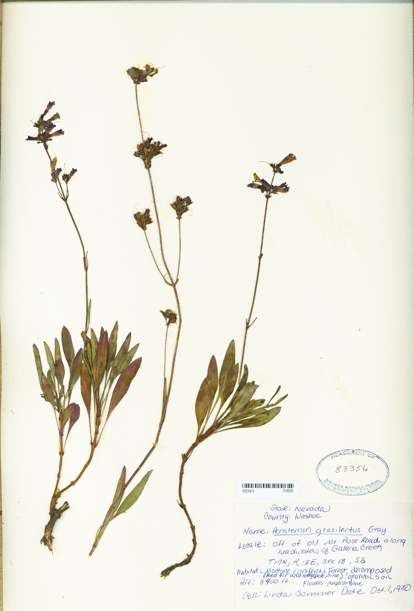 Penstemon gracilentus image