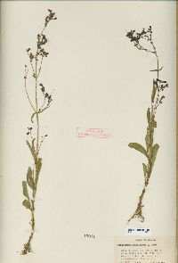 Penstemon gracilentus image