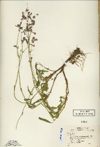 Penstemon gracilentus image