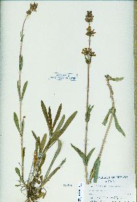 Penstemon rydbergii image