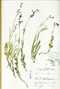 Penstemon gracilentus image