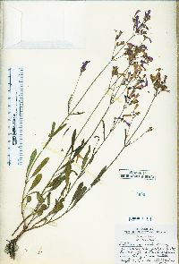 Penstemon gracilentus image