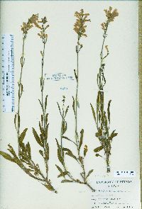 Penstemon gracilentus image