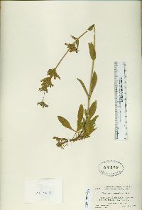 Penstemon heterodoxus image