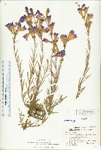 Penstemon heterophyllus var. australis image