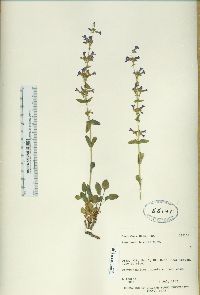 Penstemon humilis image