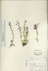 Penstemon decurvus image